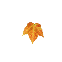 leaf7